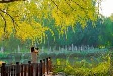 足球比分网-足球比分网，球迷的数字战场与信息革命